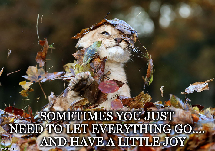 Maybe More Than Sometimes | SOMETIMES YOU JUST NEED TO LET EVERYTHING GO....     AND HAVE A LITTLE JOY | image tagged in cub,joy,playing,leaves,letting go | made w/ Imgflip meme maker
