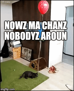 NOWZ MA CHANZ NOBODYZ AROUN | image tagged in gifs | made w/ Imgflip video-to-gif maker