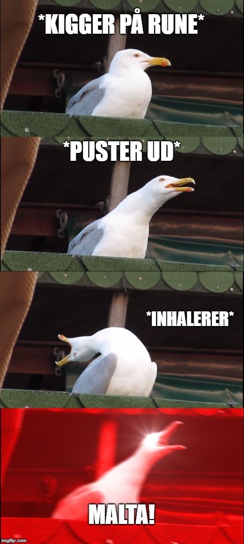 Inhaling Seagull | *KIGGER PÅ RUNE*; *PUSTER UD*; *INHALERER*; MALTA! | image tagged in memes,inhaling seagull | made w/ Imgflip meme maker