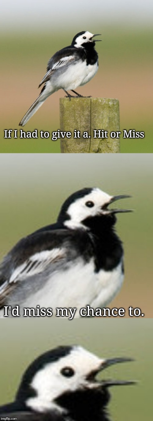 Bad Pun Flashtail | If I had to give it a. Hit or Miss I'd miss my chance to. | image tagged in bad pun flashtail | made w/ Imgflip meme maker