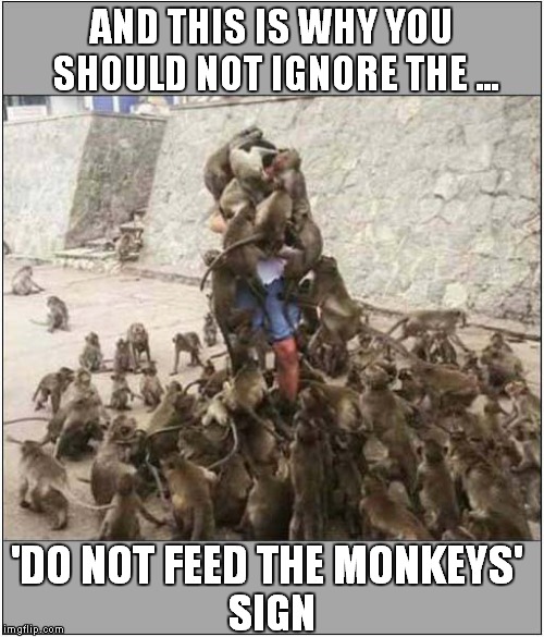 Should Have Read The Sign ! | AND THIS IS WHY YOU SHOULD NOT IGNORE THE ... 'DO NOT FEED THE MONKEYS'; SIGN | image tagged in fun,monkeys | made w/ Imgflip meme maker