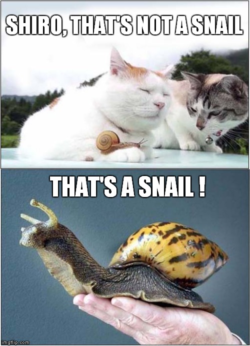Shironeko and a Giant African Snail | SHIRO, THAT'S NOT A SNAIL; THAT'S A SNAIL ! | image tagged in fun,cats,snail,film | made w/ Imgflip meme maker