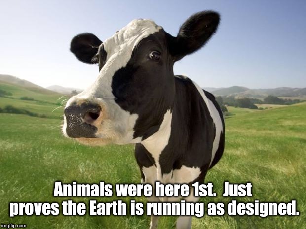 cow | Animals were here 1st.  Just proves the Earth is running as designed. | image tagged in cow | made w/ Imgflip meme maker