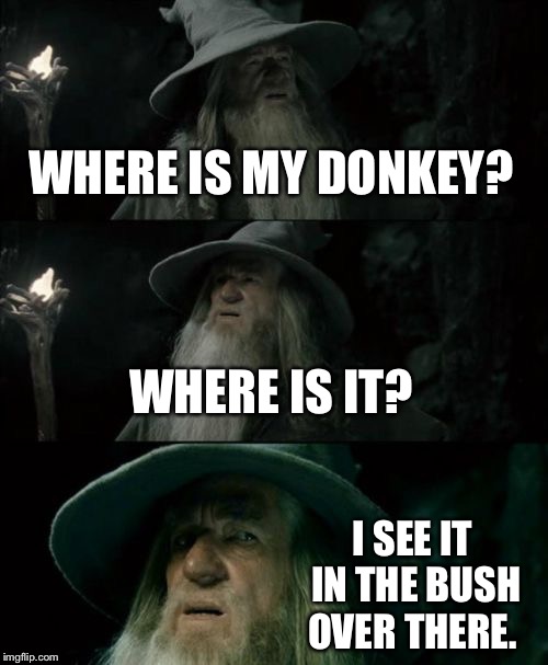 Confused Gandalf Meme | WHERE IS MY DONKEY? WHERE IS IT? I SEE IT IN THE BUSH OVER THERE. | image tagged in memes,confused gandalf | made w/ Imgflip meme maker