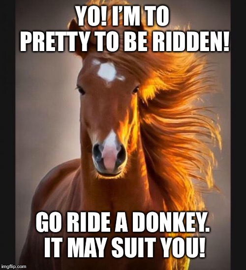 Horse | YO! I’M TO PRETTY TO BE RIDDEN! GO RIDE A DONKEY. IT MAY SUIT YOU! | image tagged in horse | made w/ Imgflip meme maker