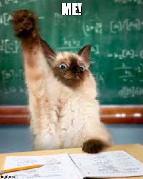 Raised hand cat | ME! | image tagged in raised hand cat | made w/ Imgflip meme maker