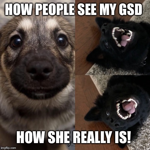 My gsd as puppy | HOW PEOPLE SEE MY GSD; HOW SHE REALLY IS! | image tagged in my gsd as puppy | made w/ Imgflip meme maker