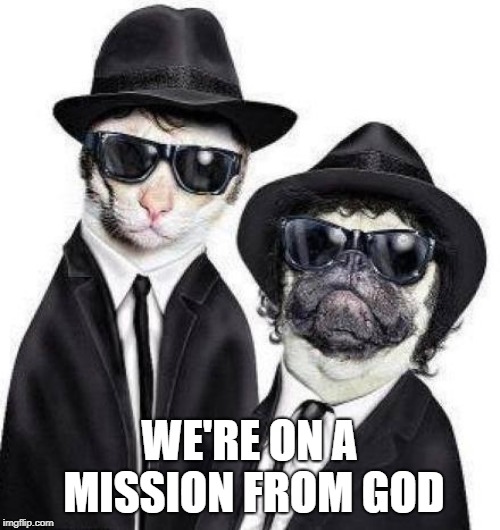 Blues Brothers Animals | WE'RE ON A MISSION FROM GOD | image tagged in blues brothers animals | made w/ Imgflip meme maker