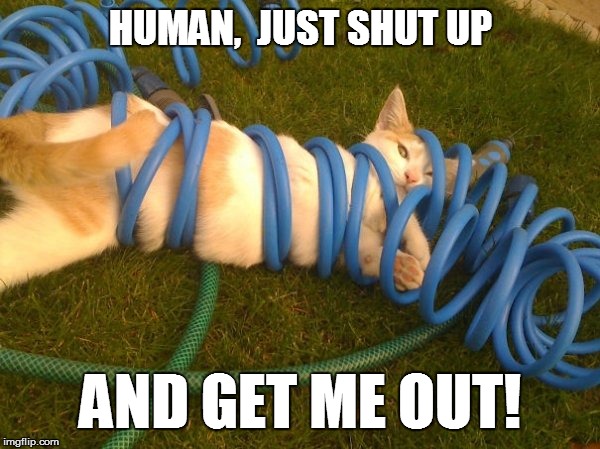 PETS | HUMAN,  JUST SHUT UP; AND GET ME OUT! | image tagged in grumpy cat | made w/ Imgflip meme maker