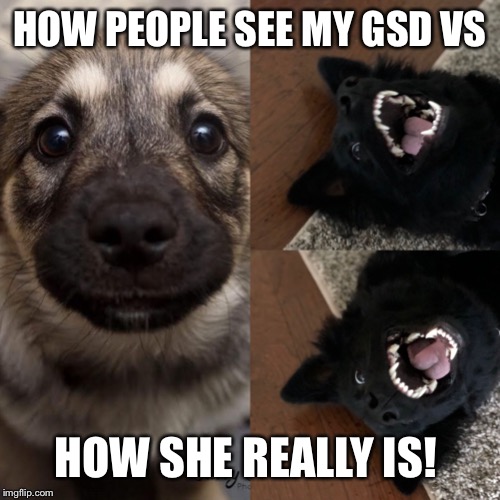 My gsd as puppy | HOW PEOPLE SEE MY GSD VS; HOW SHE REALLY IS! | image tagged in my gsd as puppy | made w/ Imgflip meme maker