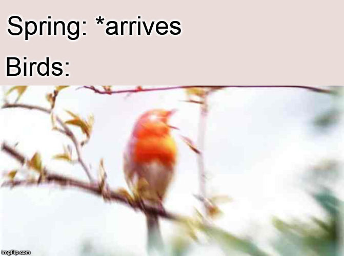 Spring: *arrives Birds: | made w/ Imgflip meme maker