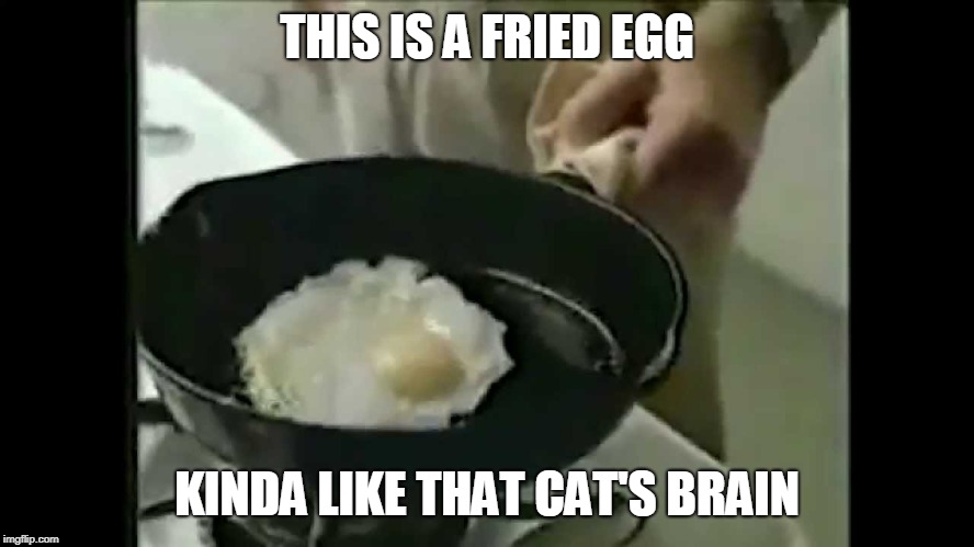 Brain on Drugs | THIS IS A FRIED EGG KINDA LIKE THAT CAT'S BRAIN | image tagged in brain on drugs | made w/ Imgflip meme maker
