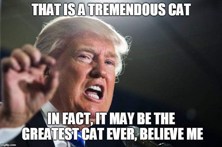 donald trump | THAT IS A TREMENDOUS CAT IN FACT, IT MAY BE THE GREATEST CAT EVER, BELIEVE ME | image tagged in donald trump | made w/ Imgflip meme maker