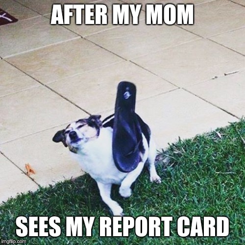 chancla dog | AFTER MY MOM; SEES MY REPORT CARD | image tagged in chancla dog | made w/ Imgflip meme maker