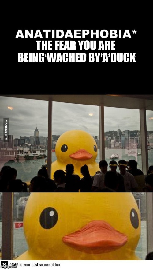 THE FEAR YOU ARE BEING WACHED BY A DUCK | image tagged in rubber ducks | made w/ Imgflip meme maker