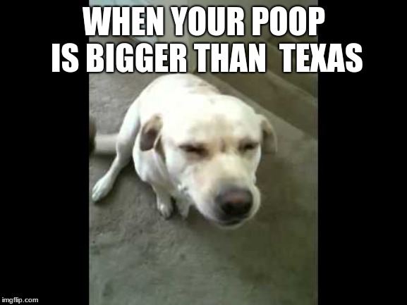 WHEN YOUR POOP IS BIGGER THAN 
TEXAS | image tagged in funny | made w/ Imgflip meme maker