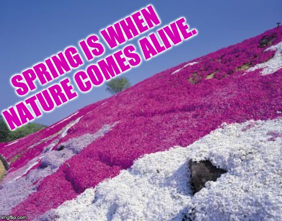 SPRING IS WHEN NATURE COMES ALIVE. | made w/ Imgflip meme maker