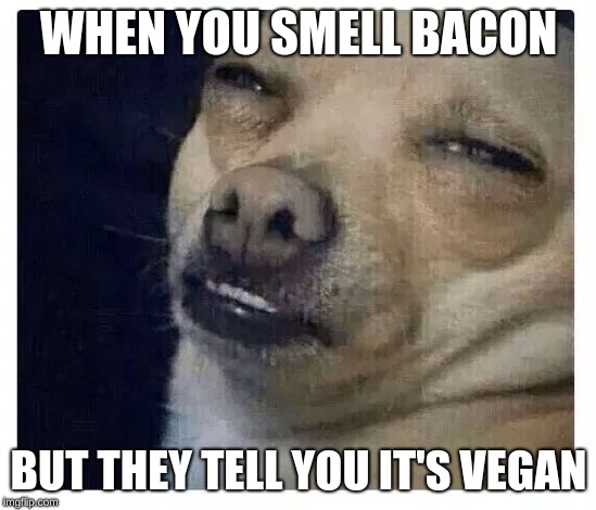 Take that vegan shite away | WHEN YOU SMELL BACON; BUT THEY TELL YOU IT'S VEGAN | image tagged in chihuahua,memes,vegan,bacon meme | made w/ Imgflip meme maker