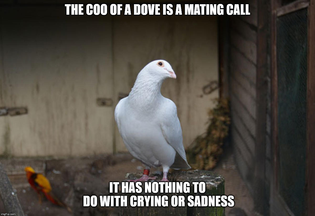 THE COO OF A DOVE IS A MATING CALL; IT HAS NOTHING TO DO WITH CRYING OR SADNESS | image tagged in dove,coo,mate,cry,sadness,human misperception | made w/ Imgflip meme maker