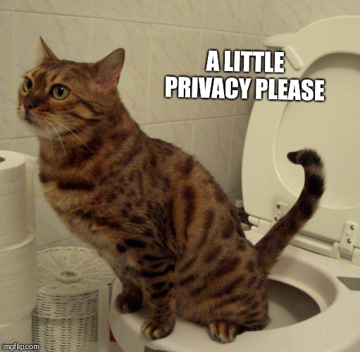 Cat toilet  | A LITTLE PRIVACY PLEASE | image tagged in cat toilet | made w/ Imgflip meme maker