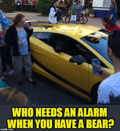 WHO NEEDS AN ALARM WHEN YOU HAVE A BEAR? | image tagged in cars,bear,alarm | made w/ Imgflip meme maker
