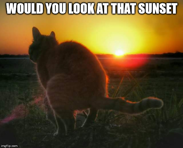 Special picture | WOULD YOU LOOK AT THAT SUNSET | image tagged in cat pooping and sunset | made w/ Imgflip meme maker