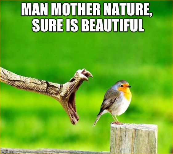 Snake Reality Bites | MAN MOTHER NATURE, SURE IS BEAUTIFUL | image tagged in snake reality bites | made w/ Imgflip meme maker