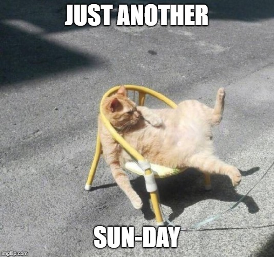 Sunday | JUST ANOTHER; SUN-DAY | image tagged in sunday,cat,cats,relaxing | made w/ Imgflip meme maker