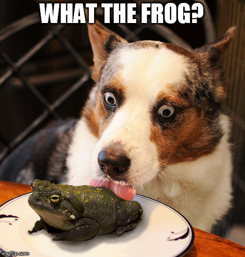 WHAT THE FROG? | made w/ Imgflip meme maker