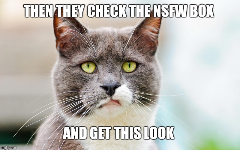 disgusted cat | THEN THEY CHECK THE NSFW BOX AND GET THIS LOOK | image tagged in disgusted cat | made w/ Imgflip meme maker