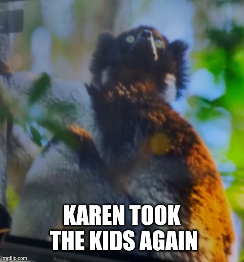 Y karen? Y | KAREN TOOK THE KIDS AGAIN | image tagged in memes | made w/ Imgflip meme maker