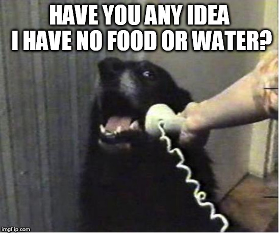 Yes this is dog | HAVE YOU ANY IDEA I HAVE NO FOOD OR WATER? | image tagged in yes this is dog | made w/ Imgflip meme maker