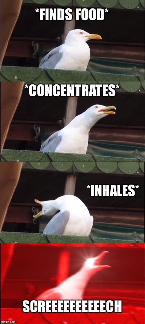 Inhaling Seagull | *FINDS FOOD*; *CONCENTRATES*; *INHALES*; SCREEEEEEEEEECH | image tagged in memes,inhaling seagull | made w/ Imgflip meme maker