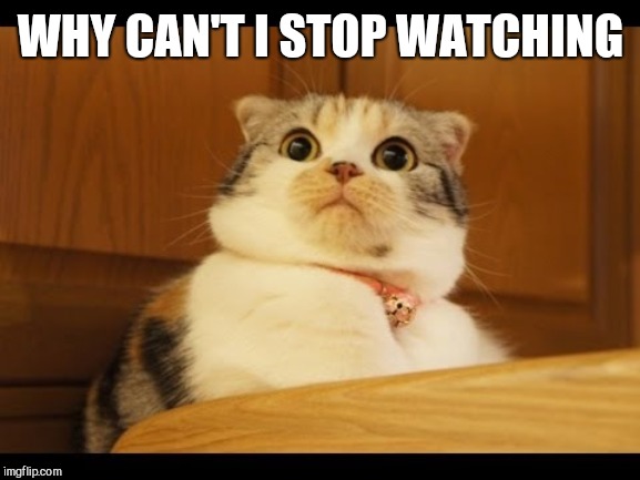Shocked cat | WHY CAN'T I STOP WATCHING | image tagged in shocked cat | made w/ Imgflip meme maker
