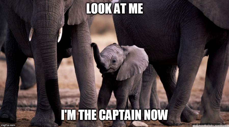 Baby Elephant the Captain Now | LOOK AT ME; I'M THE CAPTAIN NOW | image tagged in cute | made w/ Imgflip meme maker