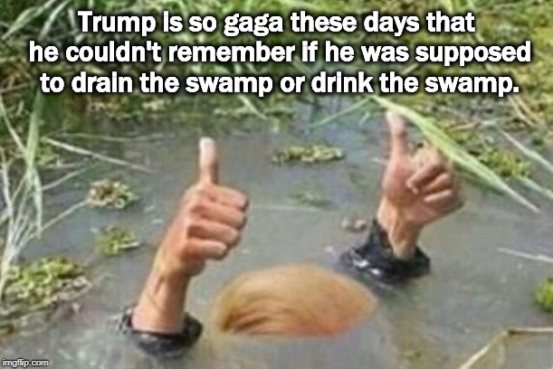 Trump is so gaga these days that he couldn't remember if he was supposed to drain the swamp or drink the swamp. | image tagged in trump,drain the swamp | made w/ Imgflip meme maker