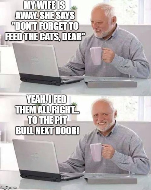 Hide the Pain Harold Meme | MY WIFE IS AWAY. SHE SAYS "DON'T FORGET TO FEED THE CATS, DEAR"; YEAH, I FED THEM ALL RIGHT... TO THE PIT BULL NEXT DOOR! | image tagged in memes,hide the pain harold | made w/ Imgflip meme maker