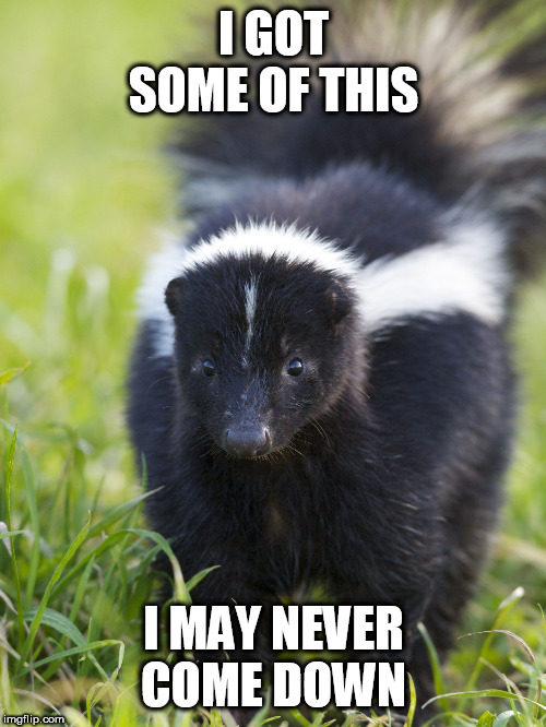 Skunk | I GOT SOME OF THIS; I MAY NEVER COME DOWN | image tagged in skunk | made w/ Imgflip meme maker