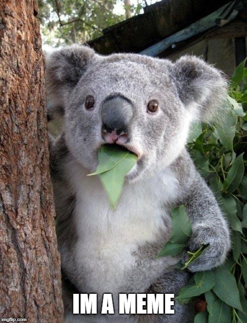 Suprised Koala | IM A MEME | image tagged in suprised koala | made w/ Imgflip meme maker