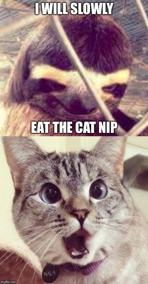 image tagged in sloth,cat nip | made w/ Imgflip meme maker