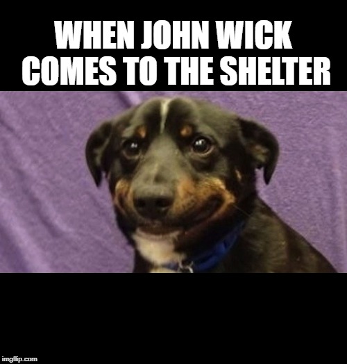 nervous dog | WHEN JOHN WICK COMES TO THE SHELTER | image tagged in nervous dog | made w/ Imgflip meme maker