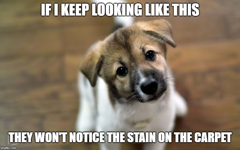 Cute dog Memes - Imgflip