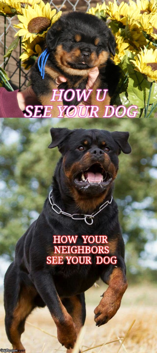 'It's All A Matter of Perspective!' (Yes,Little Brother, I'm looking At You!)  | HOW U SEE YOUR DOG; HOW  YOUR NEIGHBORS SEE YOUR  DOG | image tagged in perspective,neighbors,manners,dogs | made w/ Imgflip meme maker