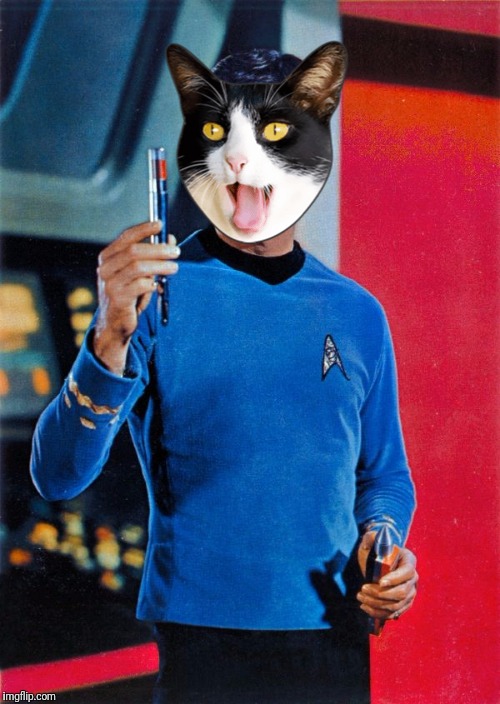 Dr.Bones McCat | image tagged in star trek,bones mccoy,cat,cat memes | made w/ Imgflip meme maker