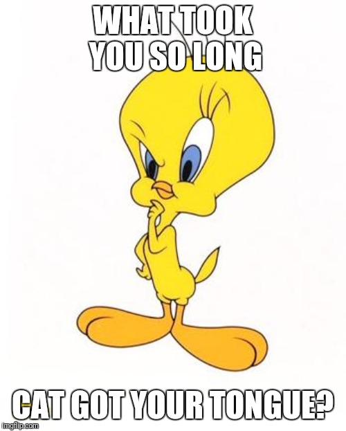 tweety | WHAT TOOK YOU SO LONG CAT GOT YOUR TONGUE? | image tagged in tweety | made w/ Imgflip meme maker