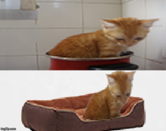 image tagged in cat soup | made w/ Imgflip meme maker