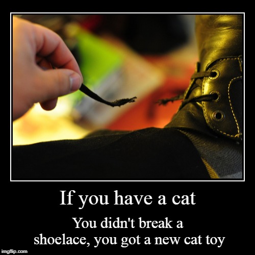 And they like to bring them to bed for some reason | image tagged in funny,demotivationals,cat toy | made w/ Imgflip demotivational maker