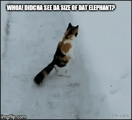 WHOA! DIDCHA SEE DA SIZE OF DAT ELEPHANT? | image tagged in gifs | made w/ Imgflip video-to-gif maker