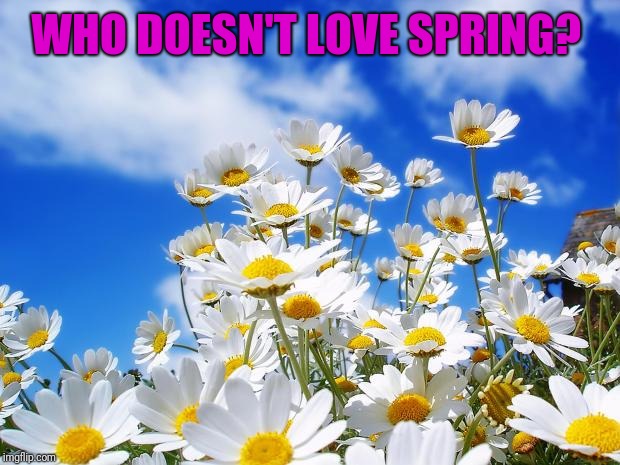 spring daisy flowers | WHO DOESN'T LOVE SPRING? | image tagged in spring daisy flowers | made w/ Imgflip meme maker