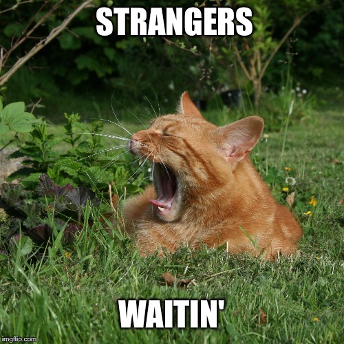 yelling cat | STRANGERS WAITIN' | image tagged in yelling cat | made w/ Imgflip meme maker